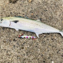 エギングで刀来た