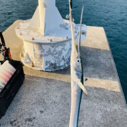 青物、アオリそろそろ終了か