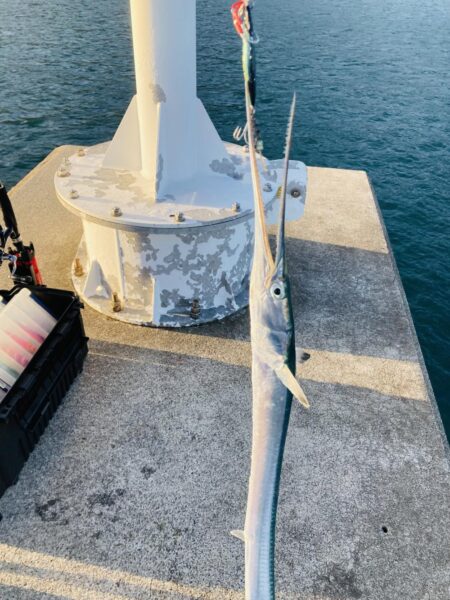 青物、アオリそろそろ終了か