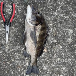 今日はアジング