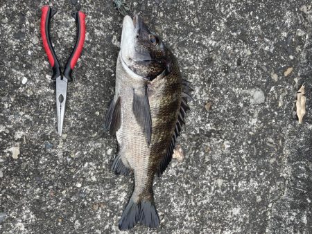 今日はアジング