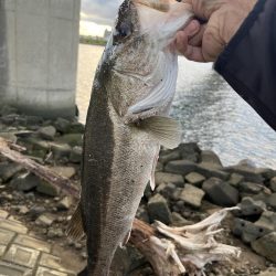 デイゲームでヒット