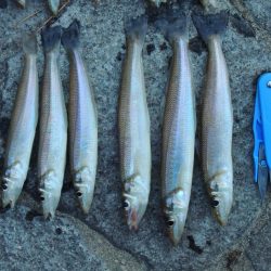 落ちギス釣り　群れは小さい