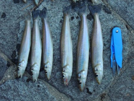 落ちギス釣り　群れは小さい