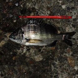 良型アジは釣れず