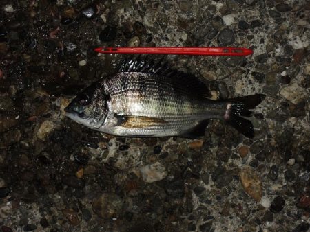 良型アジは釣れず