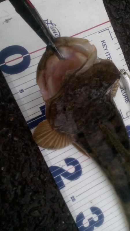 そろそろ川は厳しいかな・・・。