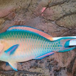 和歌山日置（三倉渡船）で磯フカセ