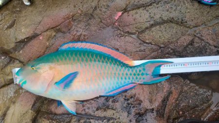 和歌山日置（三倉渡船）で磯フカセ