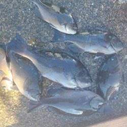 和歌山市江(吉丸渡船)でグレ釣り