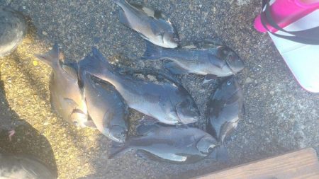 和歌山市江(吉丸渡船)でグレ釣り