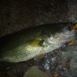 一庫ダム釣行　11月17日