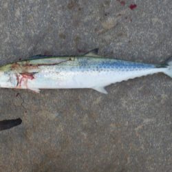 ベイト‼潮目‼…