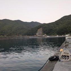 高知の獲物は大きいぞ