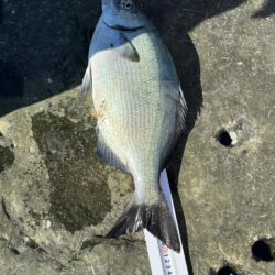 和歌山市江（吉丸渡船）でグレ釣り