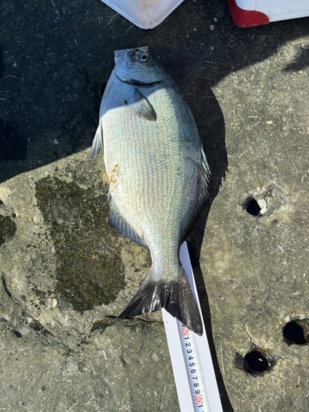 和歌山市江（吉丸渡船）でグレ釣り