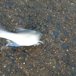 何匹釣っても20センチ(笑)