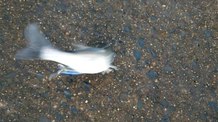 何匹釣っても20センチ(笑)