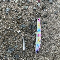 りんくうショアジギ