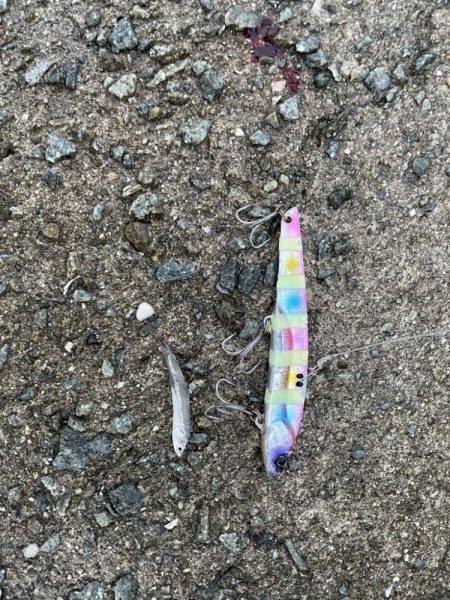 りんくうショアジギ