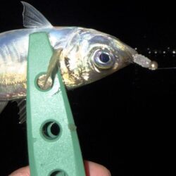 小アジとサバとチーバス