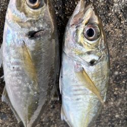 デカアジ、サワラに楽しめました