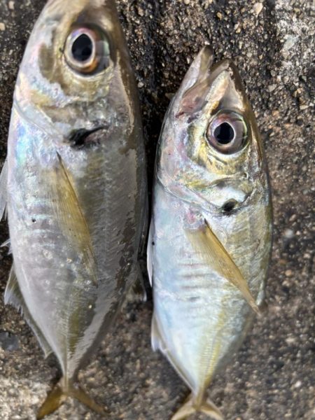 デカアジ、サワラに楽しめました