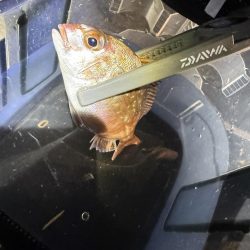 子供と釣りデート