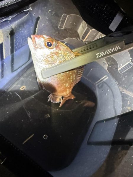 子供と釣りデート