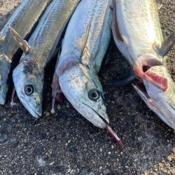 サゴシ➕ガシラ