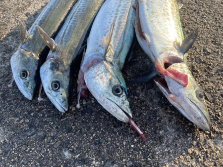 サゴシ➕ガシラ