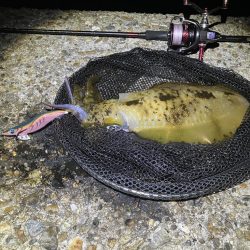 秋🦑　終盤？何とかアオリ🦑釣れた😊