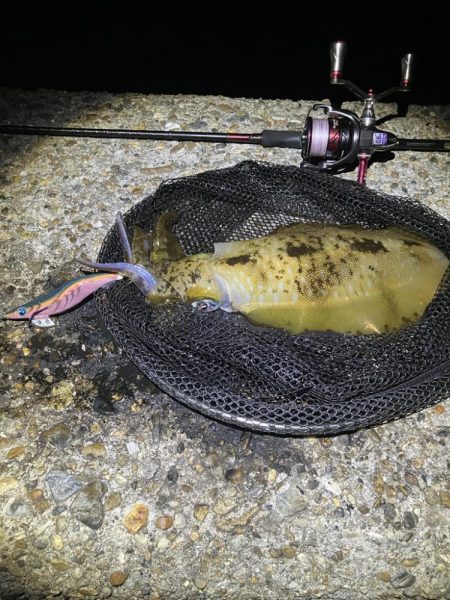 秋🦑　終盤？何とかアオリ&…