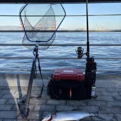 今年初のコスモ