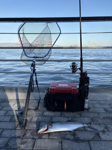 今年初のコスモ