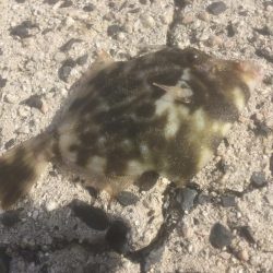 初めてのマゴチ