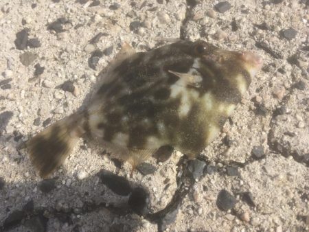 初めてのマゴチ