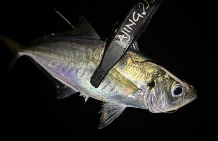 アドレナリン出た〜！