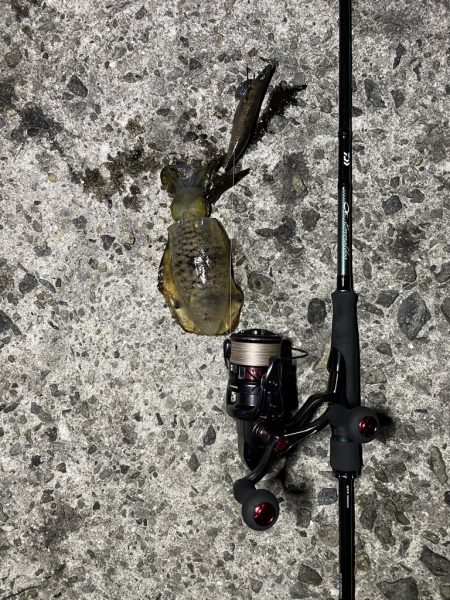 エギング釣行