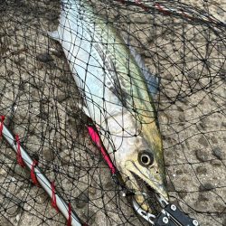 渋いもなんとか1匹