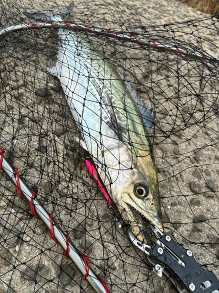 渋いもなんとか1匹