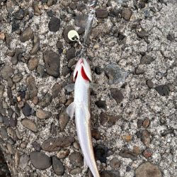 青物シーズン12