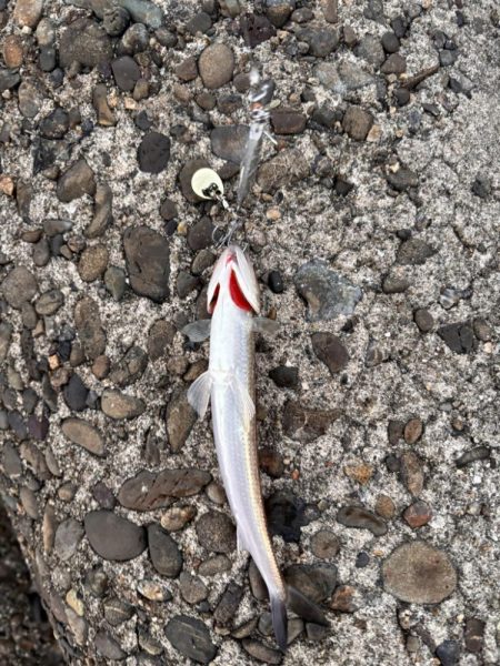 青物シーズン12