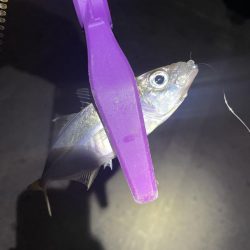 大阪湾奥アジング