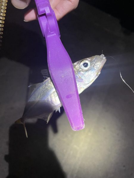 大阪湾奥アジング