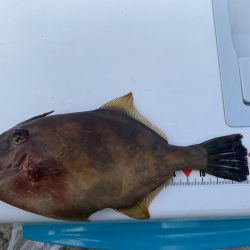 シロギスタ:久々の沖堤防