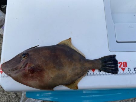 シロギスタ:久々の沖堤防