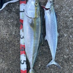 メジロ、ハマチ、サゴシ！