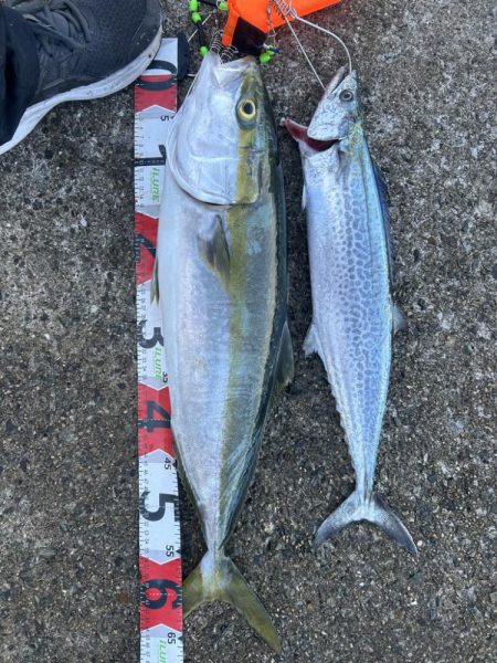 メジロ、ハマチ、サゴシ！