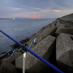 激シブ:シロギスタ